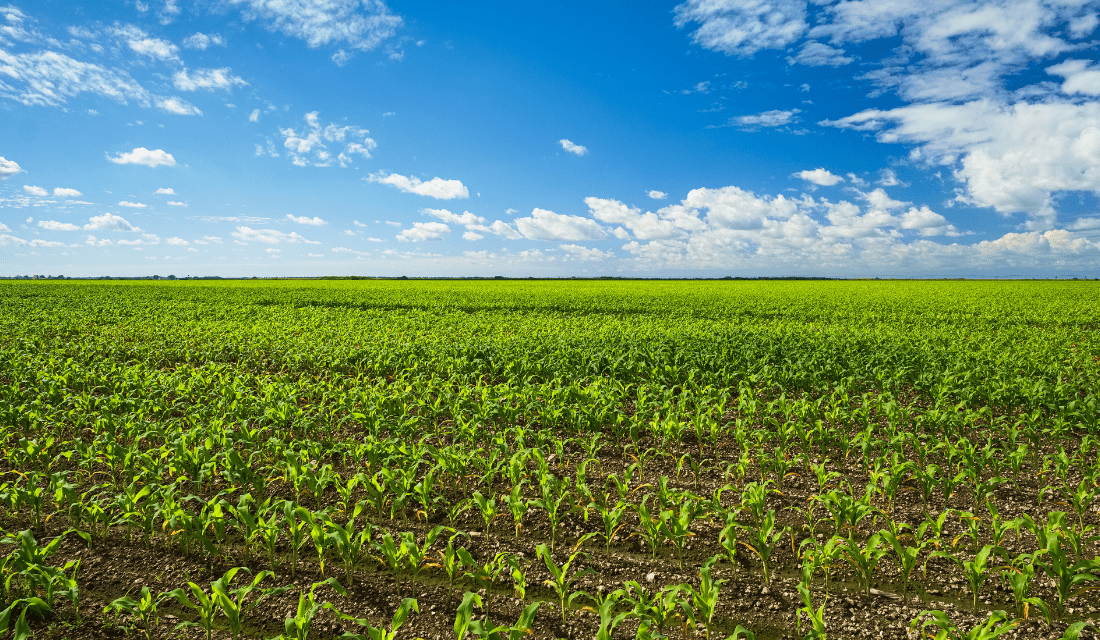 Maize field