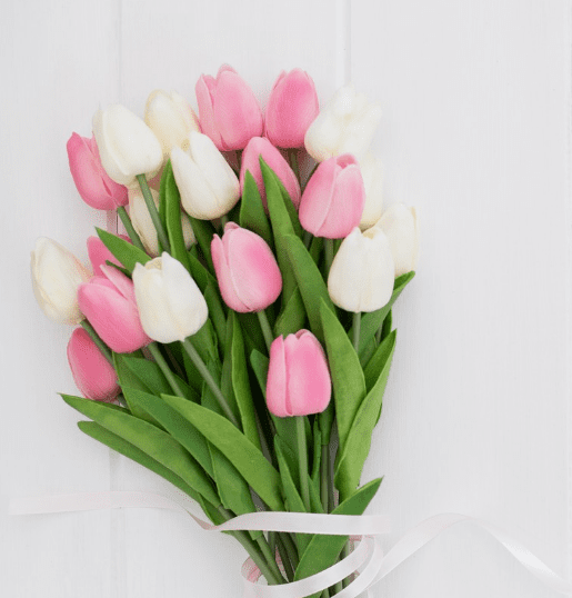 Tulipes contre le cancer