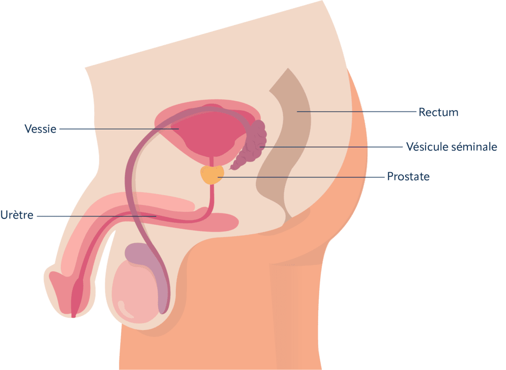 Planche anatomique : la prostate et ses organes alentours