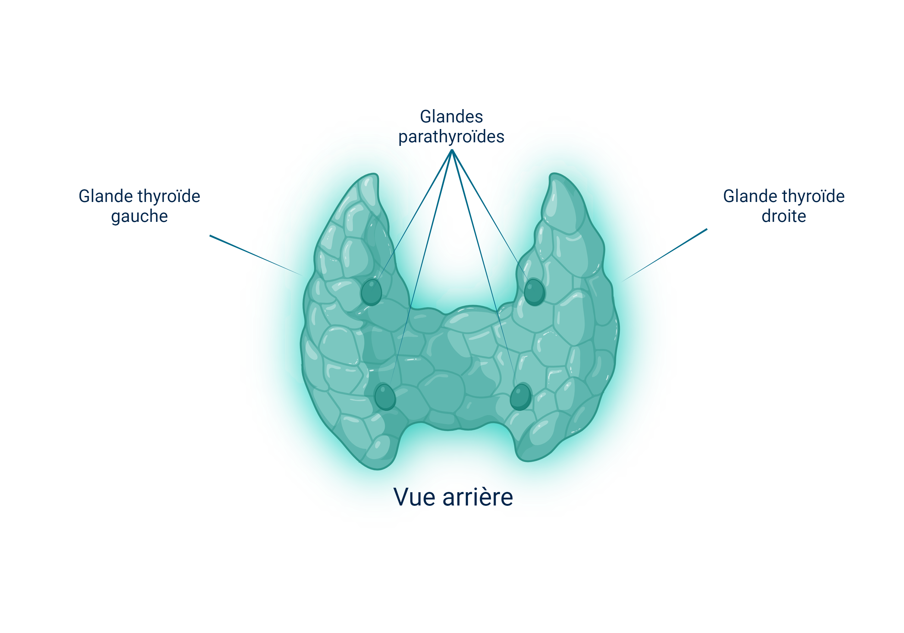 Schéma parathyroïdes